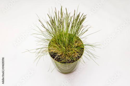 Lawn grass isolated on white background