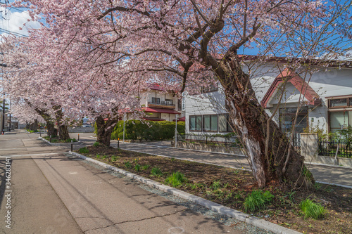 spring in the park
