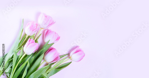Fototapeta Naklejka Na Ścianę i Meble -  Pink blooming tulips