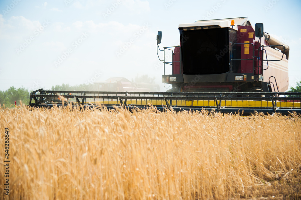 Obraz premium Combine harvesters in a field of wheat