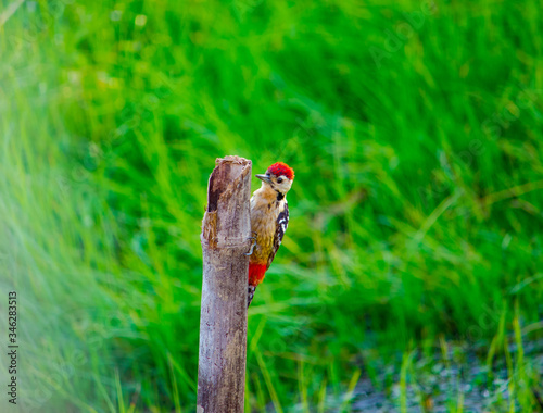 red and green caterpillar