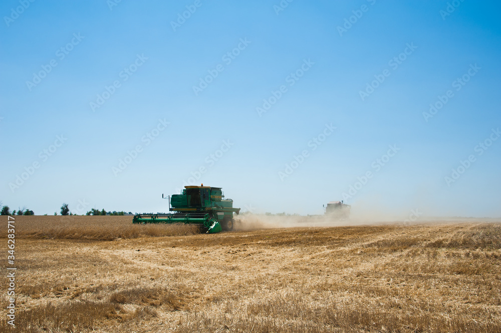 Fototapeta premium Combine harvesters in a field of wheat