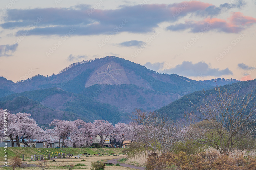 Naklejka premium spring in the park