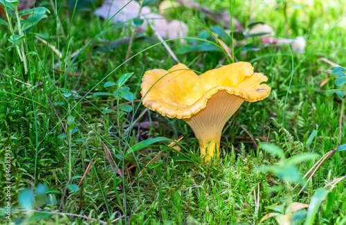 Chanterelle mushroom growing among green grass