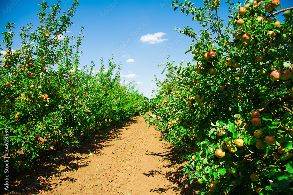Fototapeta premium Apple orchard sunny summer day