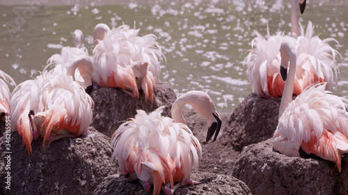 Foto Flamingos roosting on thier nests with feathers fluffed out to keep cool on hot summer day