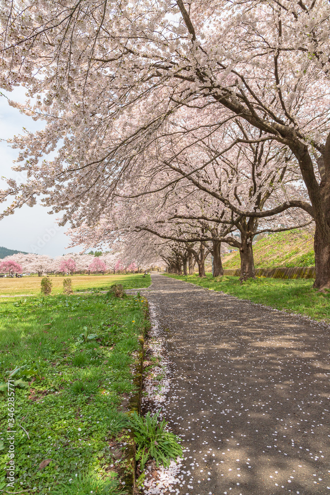 spring in the park