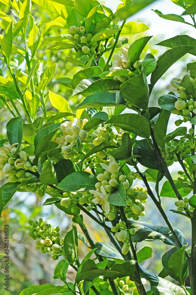ボンタンの花とつぼみ 鹿児島県出水市 ボンタンの花とつぼみ 鹿児島県出水市