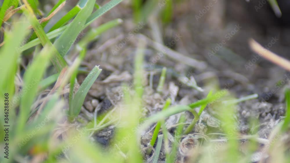 The field cricket - Gryllus campestris in his burrow. Black cricket on the brown bright clay. The field cricket - Gryllus campestris in his burrow. Black cricket on the brown bright clay.