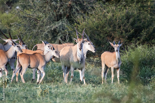 Females and calves of African antelopes and birds in the Bush.