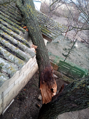 A windbroken apricot tree fell on shed and broke the roof. photo