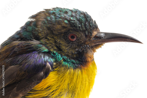 Brown-throated Sunbird (Anthreptes malacensis) isolated on white background photo