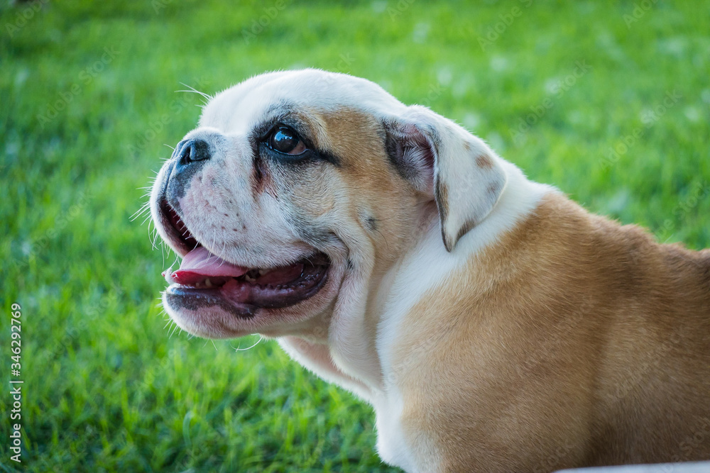 Adorable English bull dog puppy Adorable English bull dog puppy