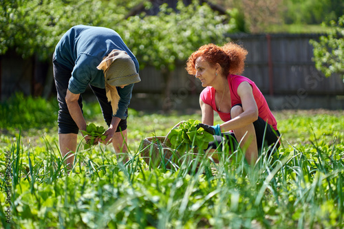 Farmer women harvesting orache photo