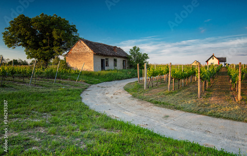 Vineyards in Villány region, Hungary