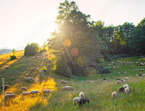 Sheeps in the sunlight in the mountains of Montenegro