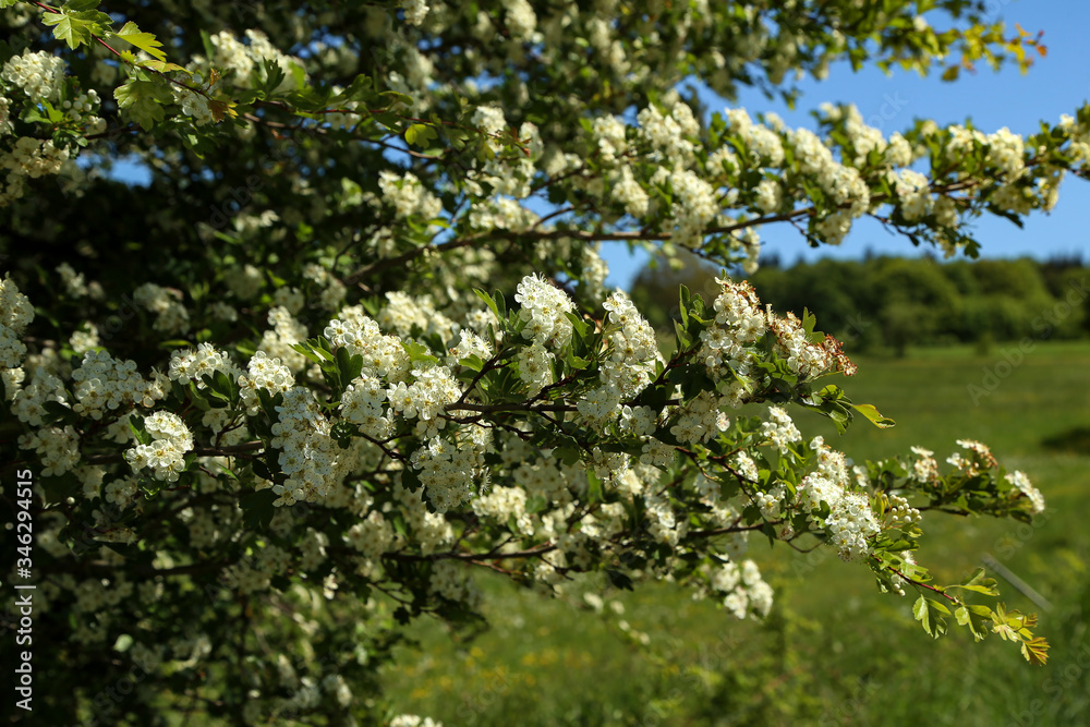 Blooming white trees on a background of a spring landscape Blooming white trees on a background of a spring landscape