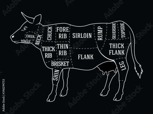 Vector butcher guide for cutting beef