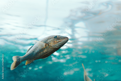 fish underwater