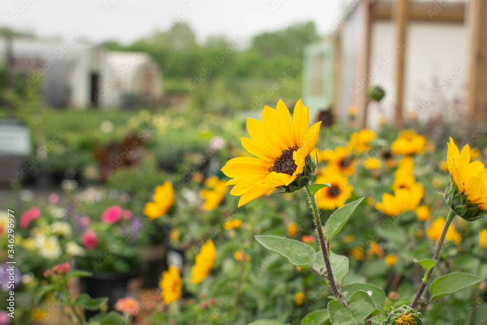 Obraz premium Sunflower