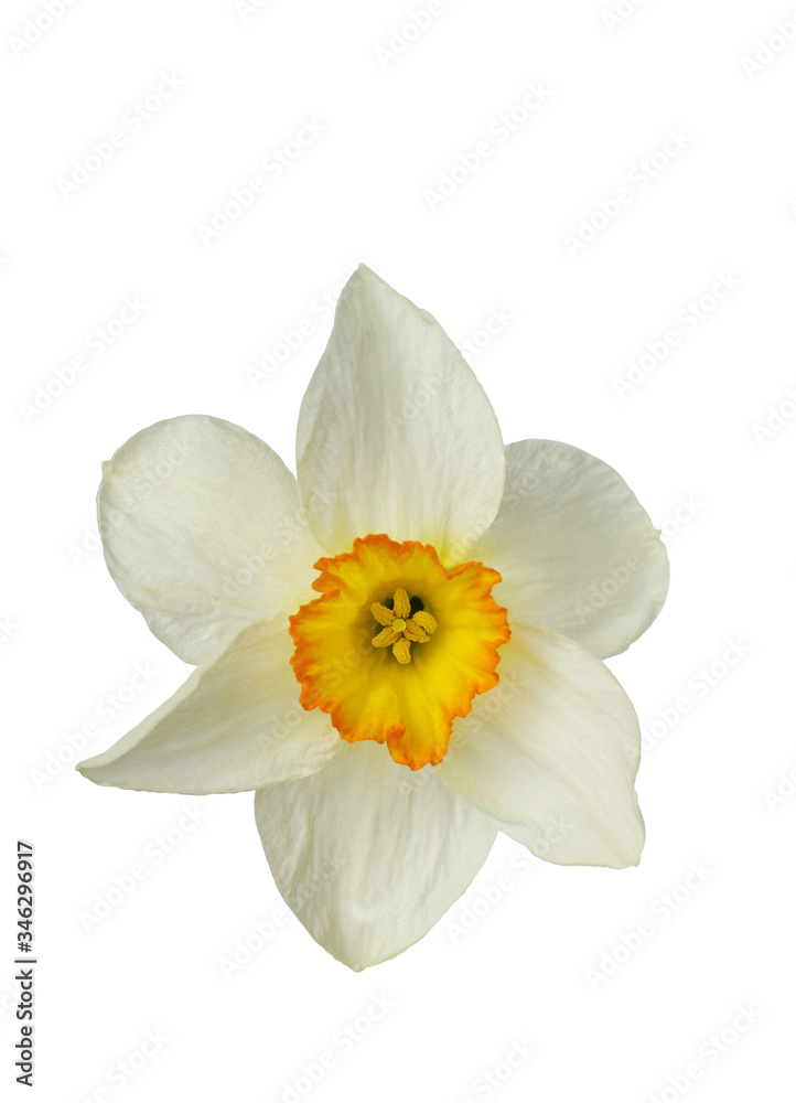 Daffodil flower isolated on white background Daffodil flower isolated on white background