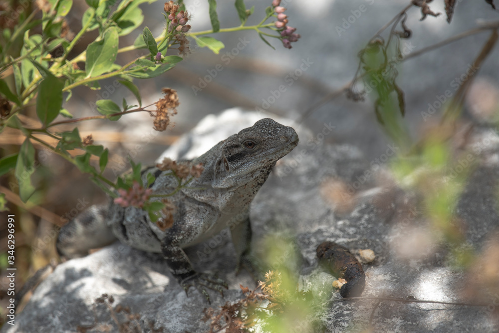 Black Spiny Tailed Iguana Black Spiny Tailed Iguana
