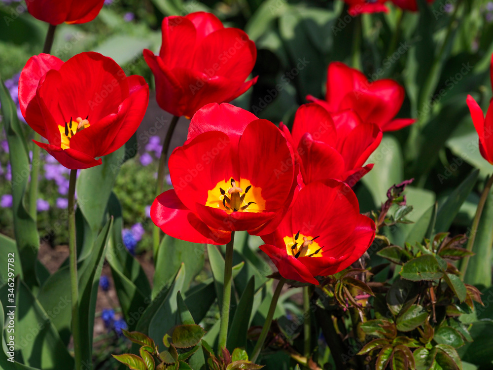 Tulips are colorful spring flowers on a Sunny day. Flower beds with bright tulip flowers.