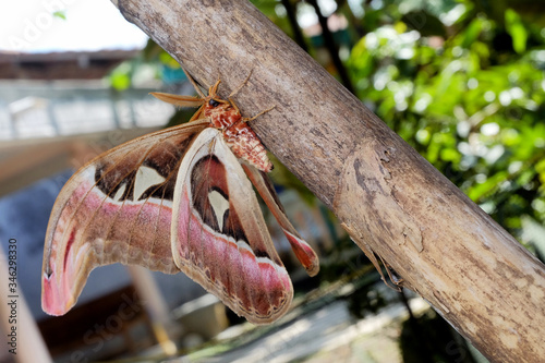 Attacus atlas, the Atlas moth, is a large saturniid moth endemic to the forests of Asia.