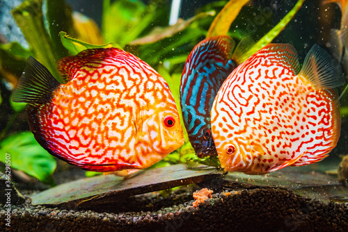 Colorful fish from the spieces Symphysodon discus in aquarium feeding on meat. photo