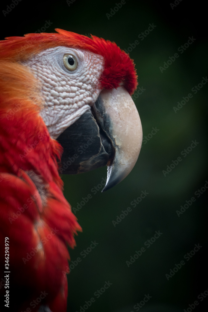 Parrot Macaw in Ecuador 