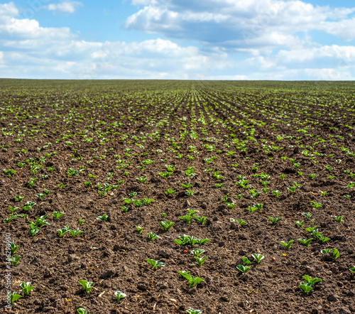 Fresh green soy plants on the field in spring, selective focus