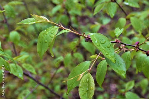 Młode liście w kroplach deszczu