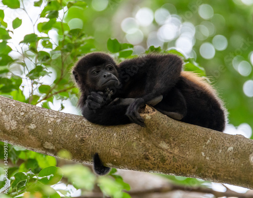 howler monkey relaxing on a branch of a tree near Hermosa Beach Costa Rica
 photo