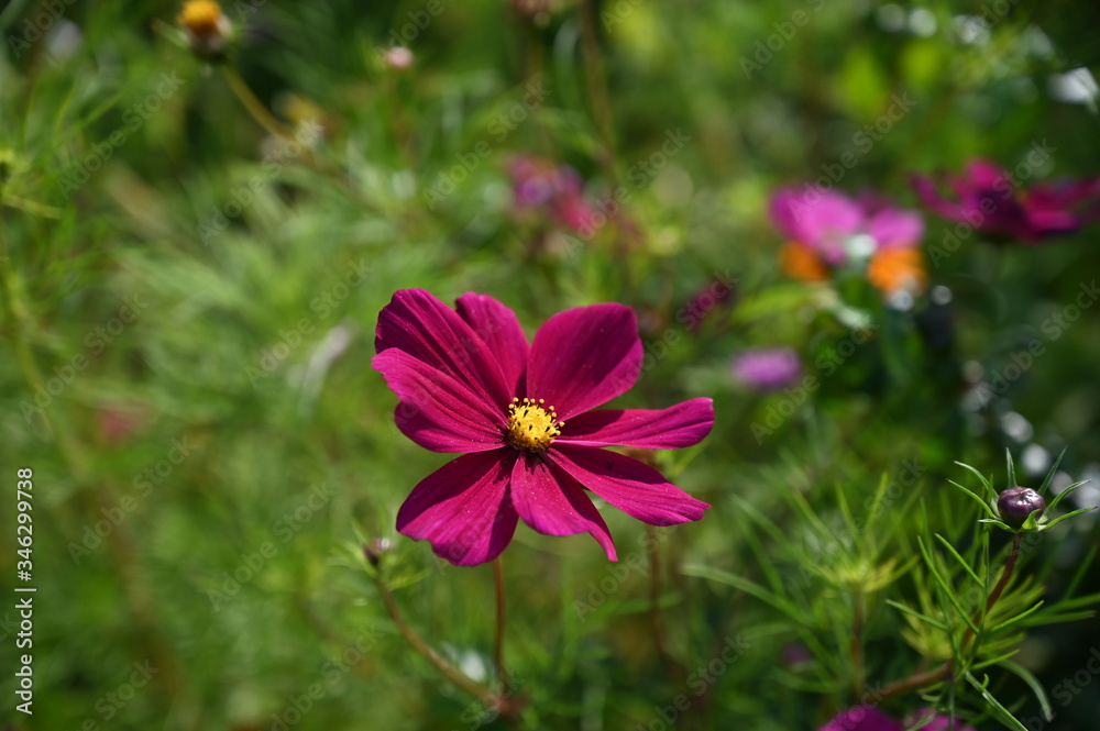 Floral backround: cosmea flowers in summer garden