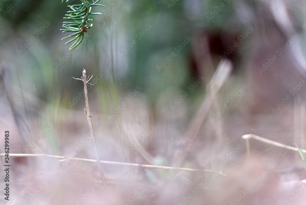 A dead grass and old growth at the beginning of spring A dead grass and old growth at the beginning of spring