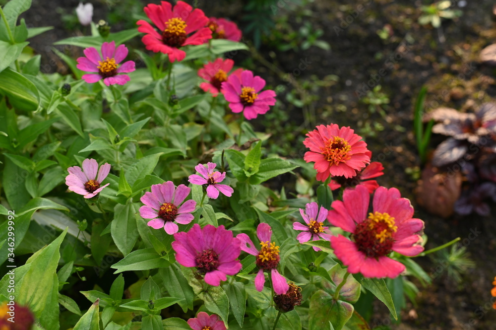 Bright beautiful flowers in the summer garden Bright beautiful flowers in the summer garden