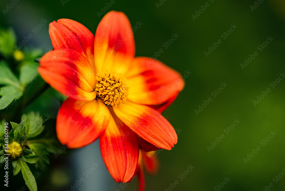 Beautiful orange flower in spring with green natural background. Detailed macro photography. Beautiful orange flower in spring with green natural background. Detailed macro photography.