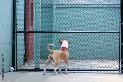 An eye level backside view of a standing white and tan mixed breed Pittie/Beagle dog looking through fenced barrier in dog shelter facility
