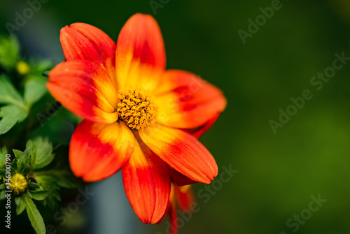 Beautiful orange flower in spring with green natural background. Detailed macro photography.