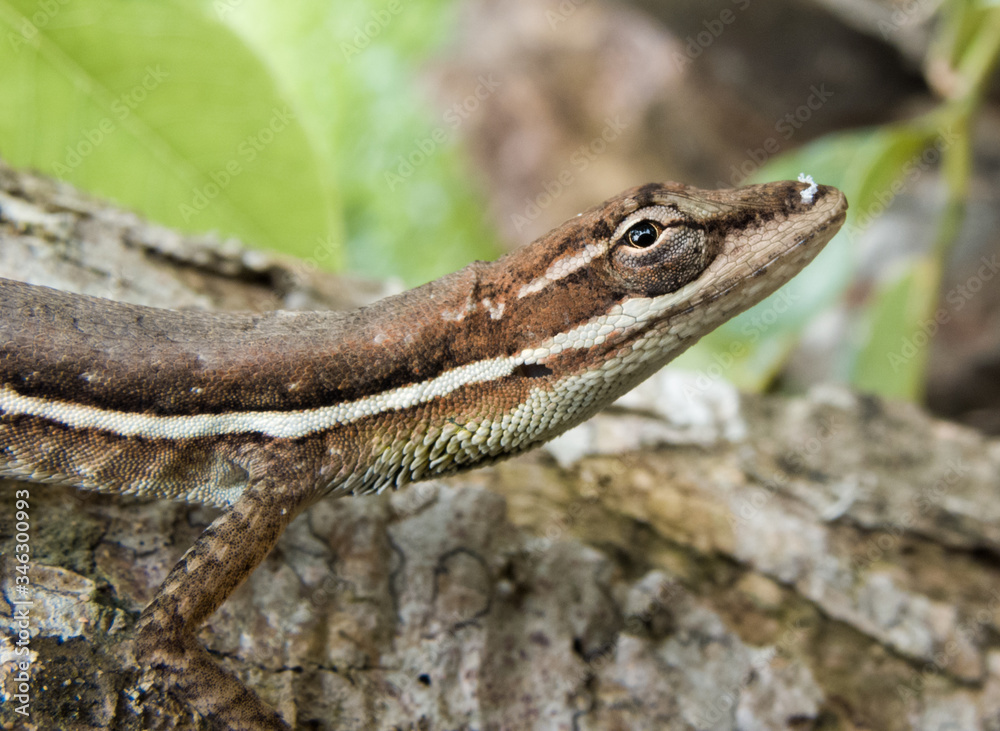 Lizard in the forest Lizard in the forest