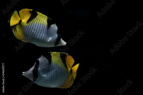 pareja peces exóticos fondo negro