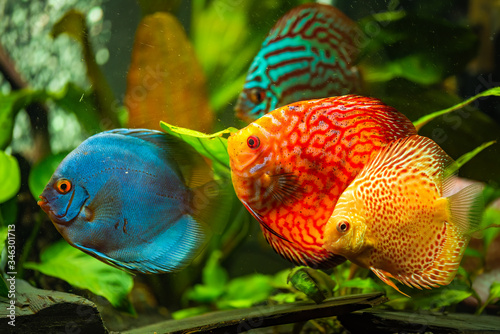Colorful fish from the spieces Symphysodon discus in aquarium.