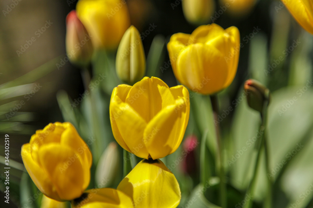 yellow and red tulips yellow and red tulips