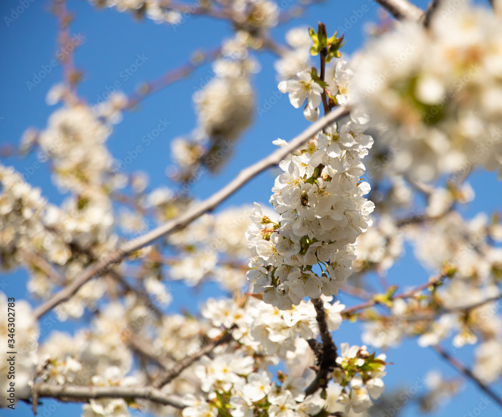 White cherry blossom on blue sky with fragrant flowers White cherry blossom on blue sky with fragrant flowers