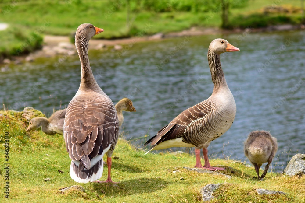 Obraz premium Greylag geese on the beach