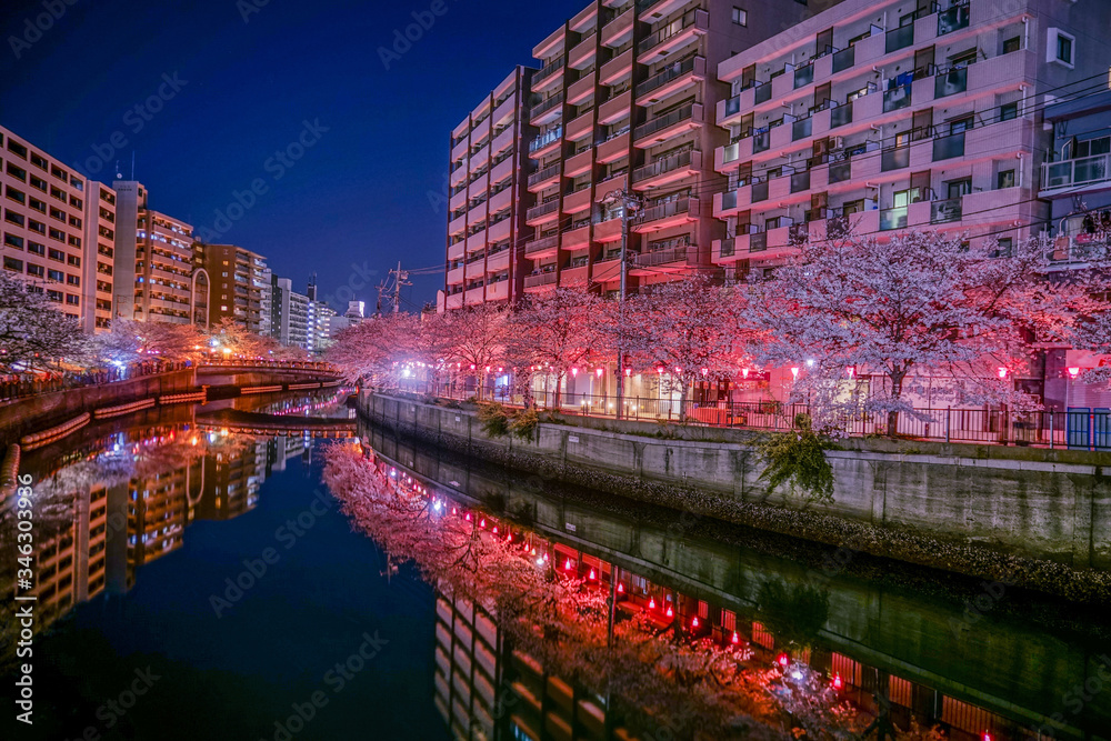 大岡川プロブナードの夜桜