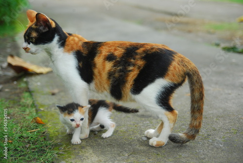 Cute domestic kitten and its mother on green grass