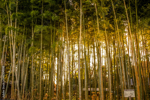 夕日に照らされた竹林のイメージ
