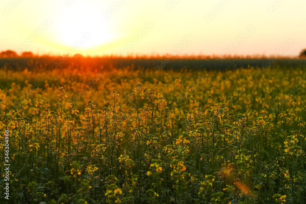 Field at Sunset with dramatic sky. Color in nature. Beauty in the world
