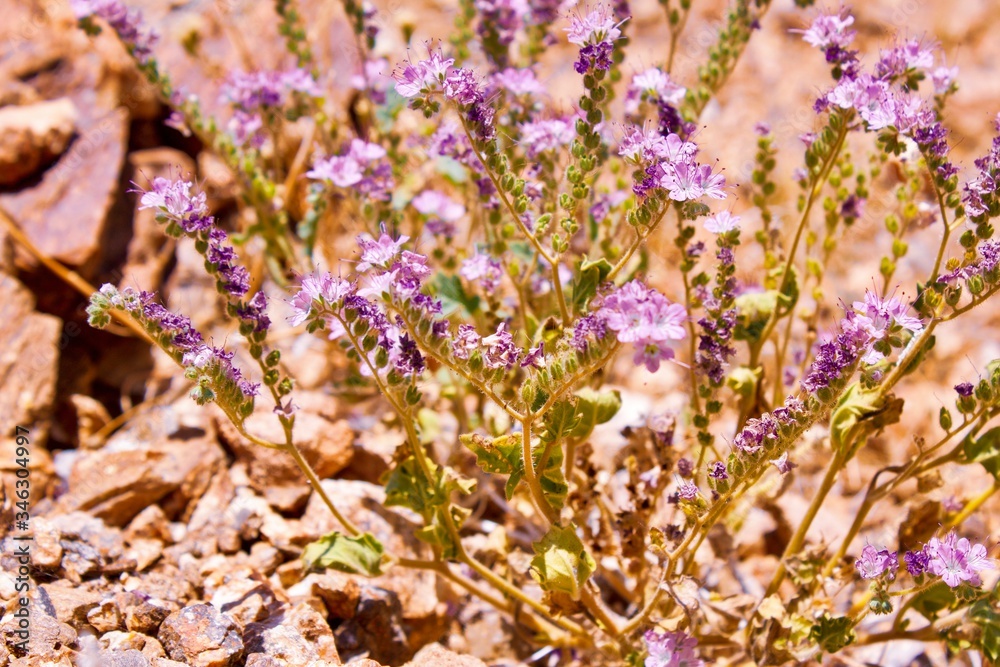 Obraz premium lavender flowers in a field